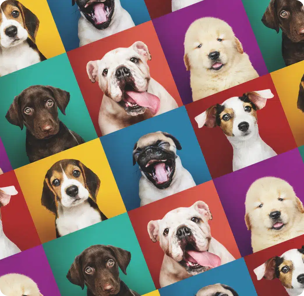 all_dogs