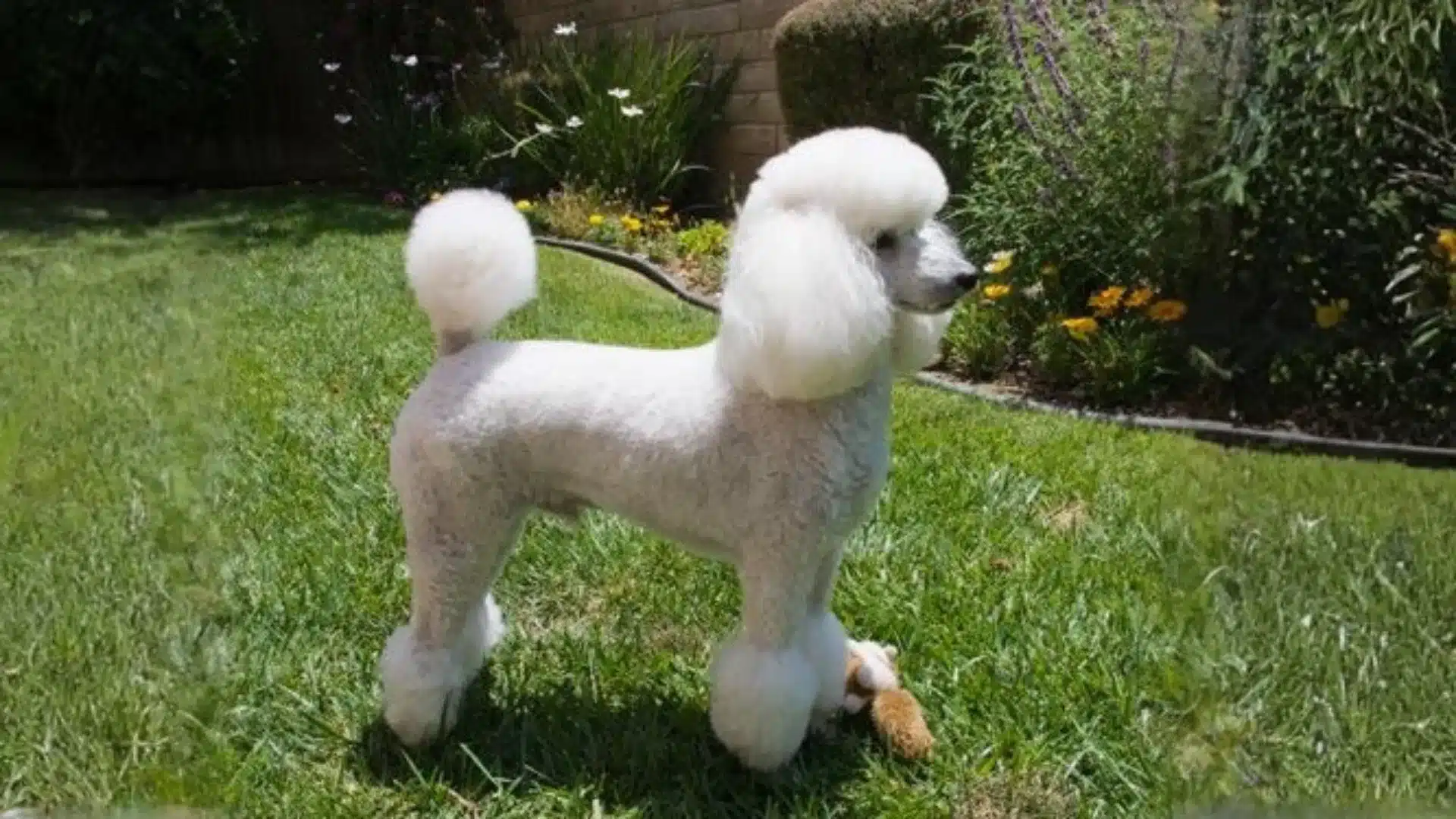 A Bikini Cut poodle stands in the grass, holding a toy in its mouth, looking playful and alert
