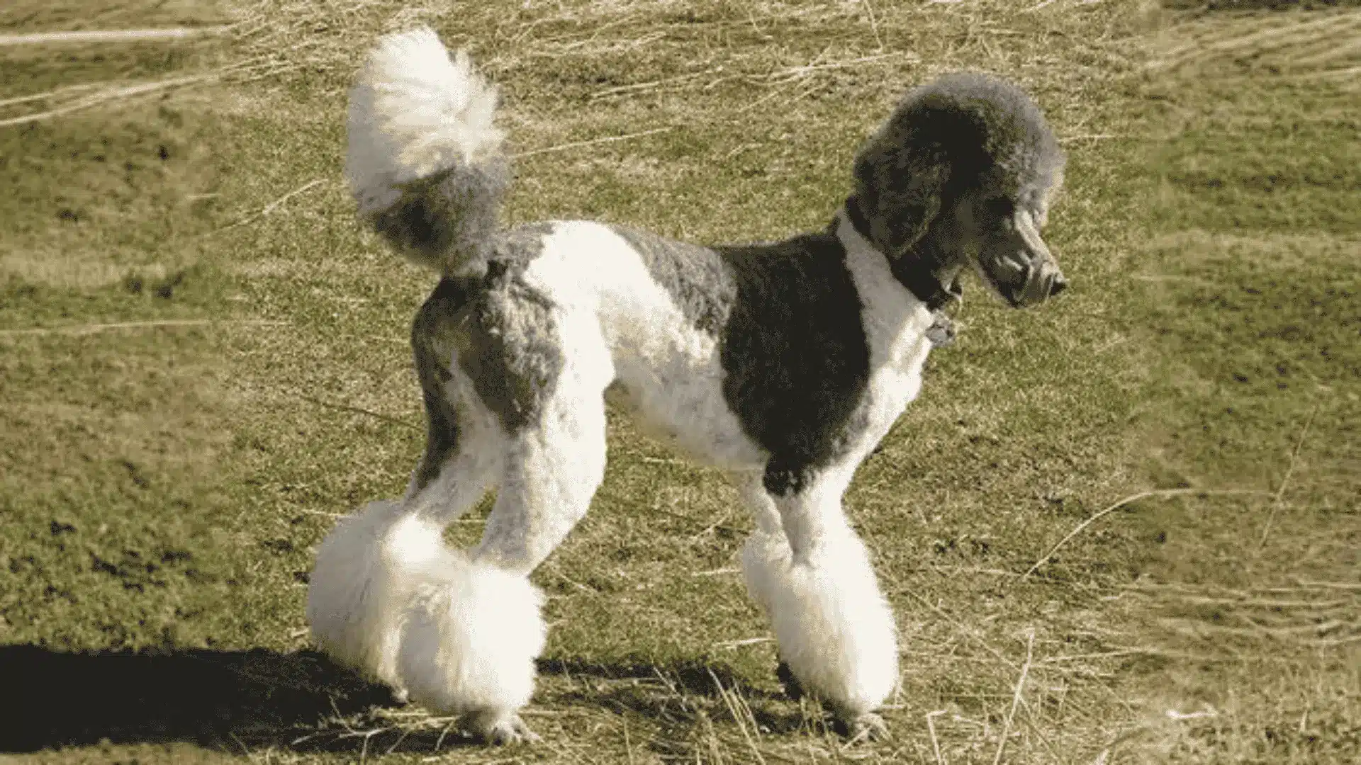 A Miami Cut poodle standing gracefully in a lush green field under a clear blue sky