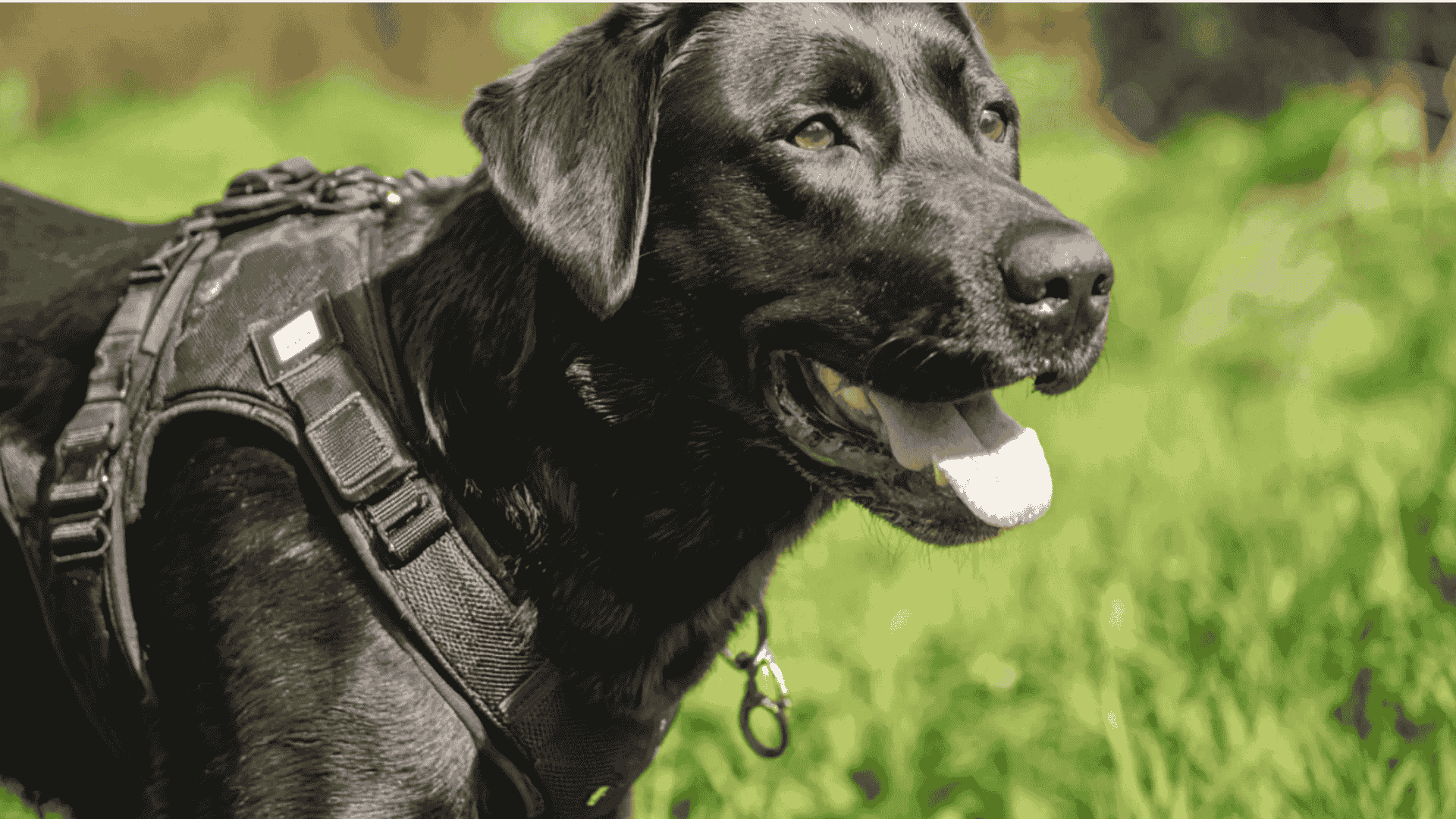 A black dog in a harness stands on green grass, showcasing a medium dog harness size chart