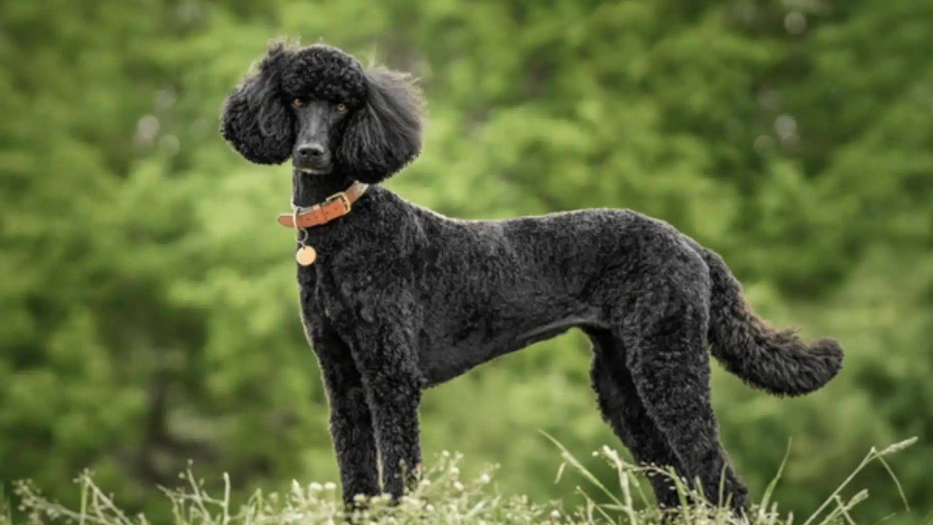 A black poodle with a summer cut standing proudly in a lush green field under a clear blue sky