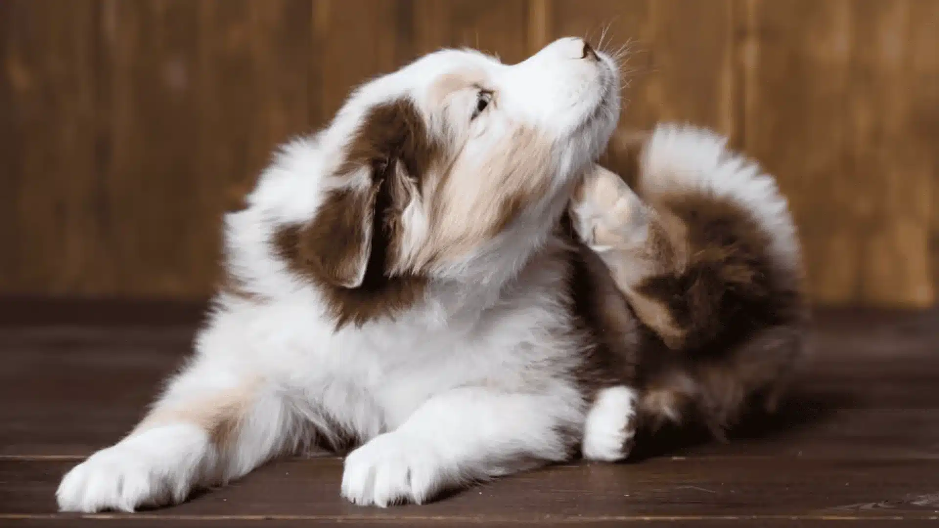 A brown and white dog sits on a wooden floor, gazing thoughtfully, possibly due to itchiness concerns