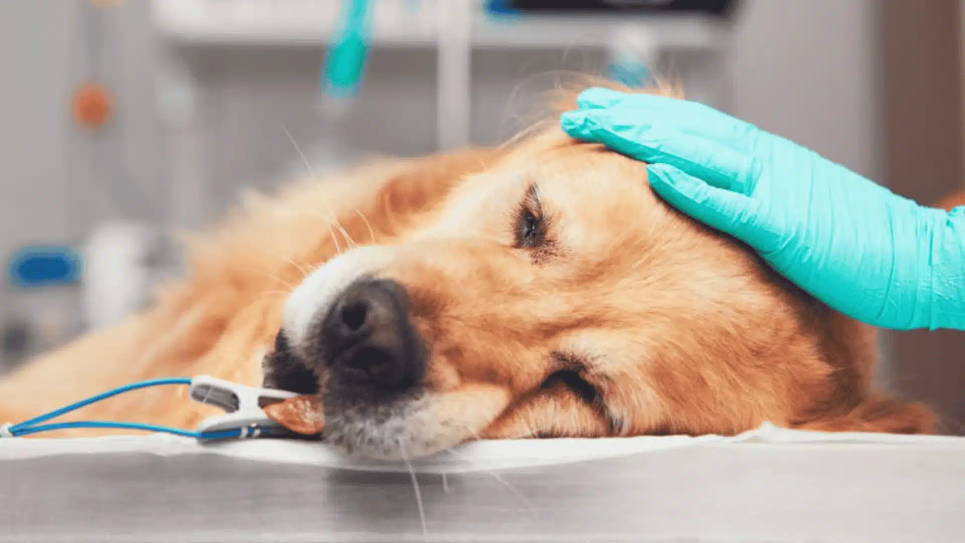 A dog put under general anesthesia lying on a table recovering just after recent bowel obstruction surgery