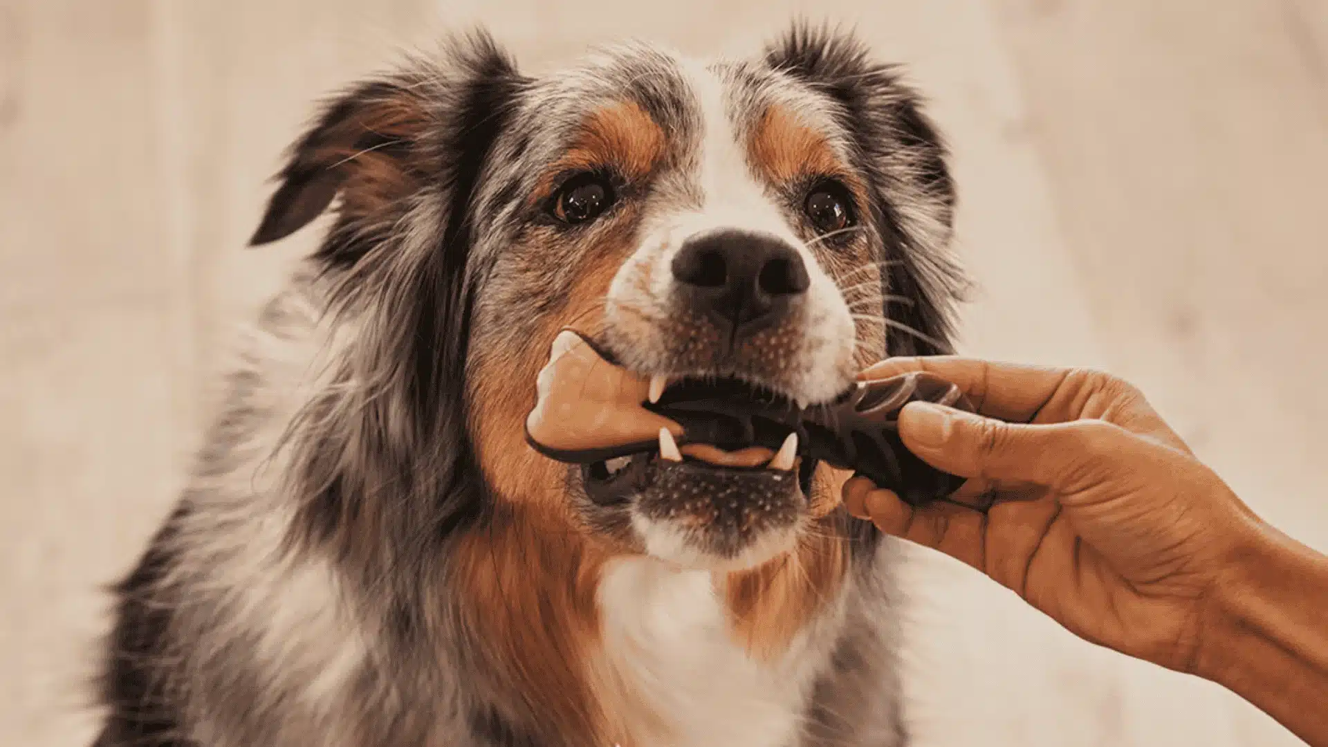 A dog with pale gums is being held by its owner while receiving a treat, highlighting the importance of dental health