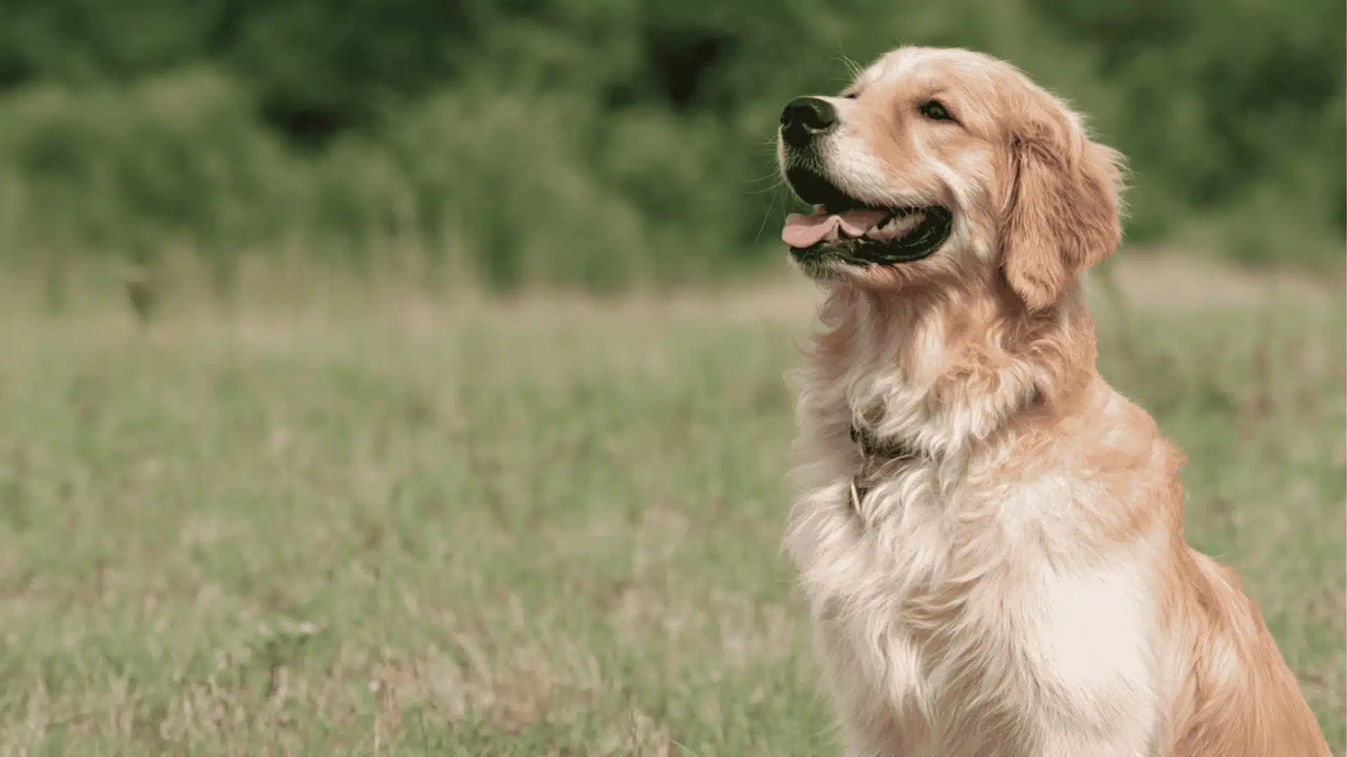A focused Golden Retriever sits in a grassy field looking up attentively during its dog shock collar training