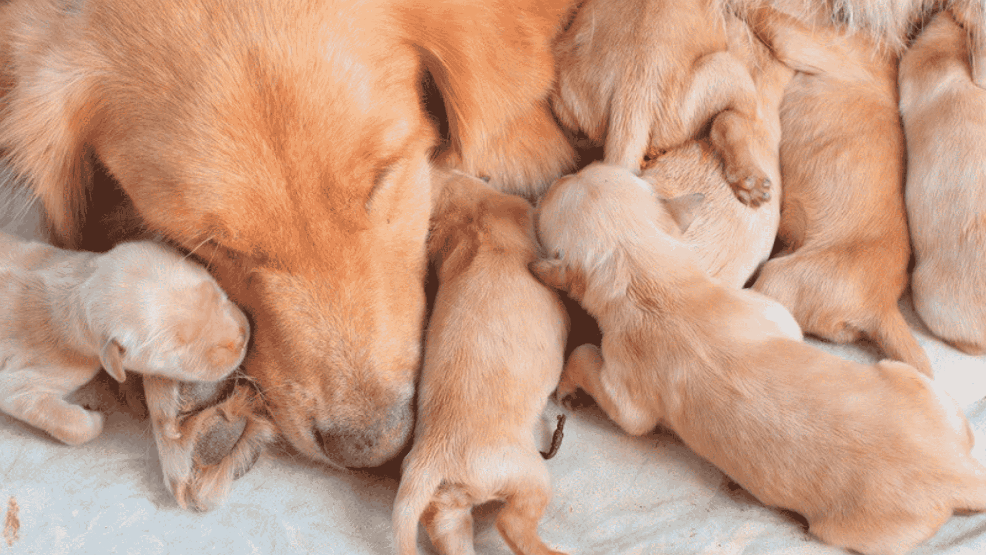 A golden retriever mother dog rests while several newborn, pale-furred puppies nurse closely beside her