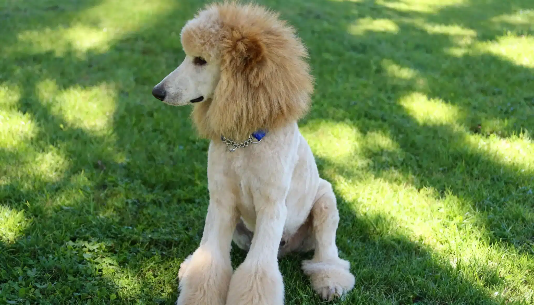 A light-colored poodle with a fluffy lion cut mane and pom-pom paws sits on green grass in the sunlight