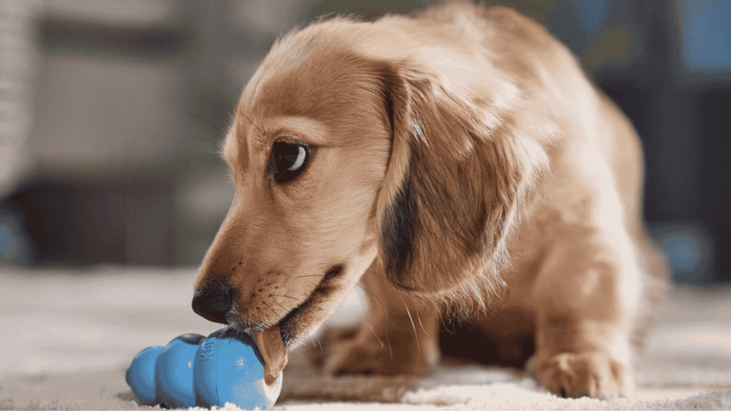 A long-haired dachshund puppy with light brown fur licks a small, blue, rubber chew toy while sitting on a light beige carpet