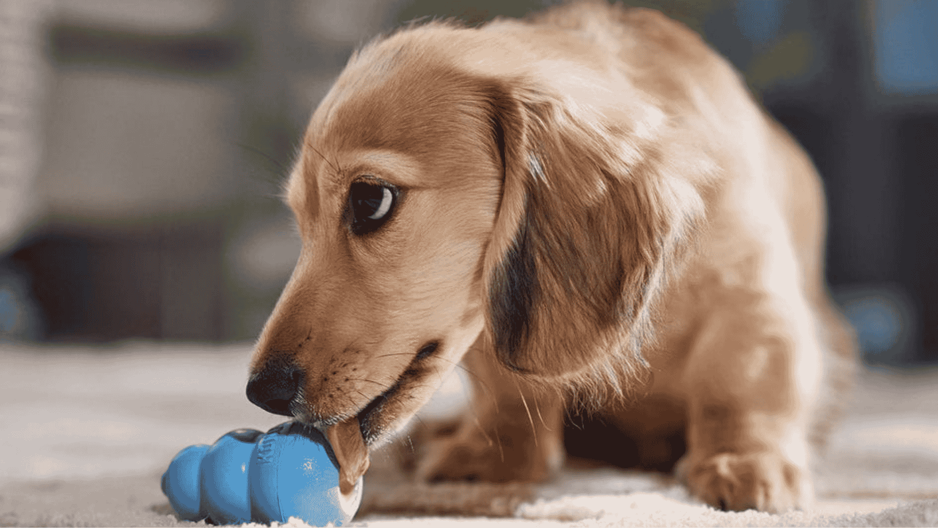 A long-haired dachshund puppy with light brown fur licks a small, blue, rubber chew toy while sitting on a light beige carpet