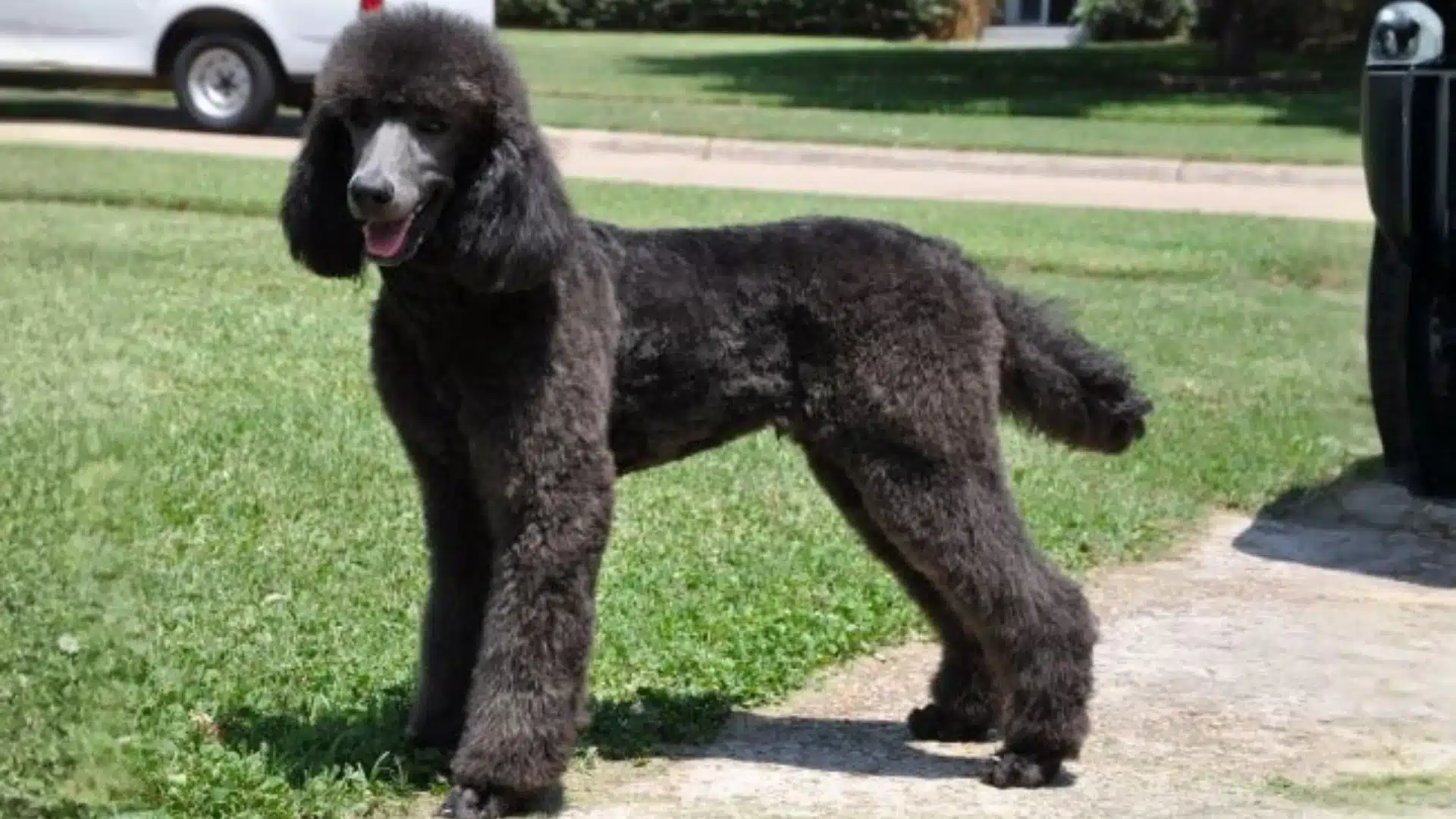 A modern cut black poodle stands on the grass in front of a parked car, showcasing its stylish grooming
