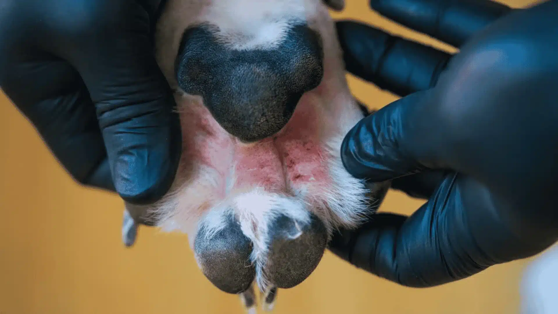 A person in black gloves gently holds a dog's paw, illustrating care and attention to potential paw issues
