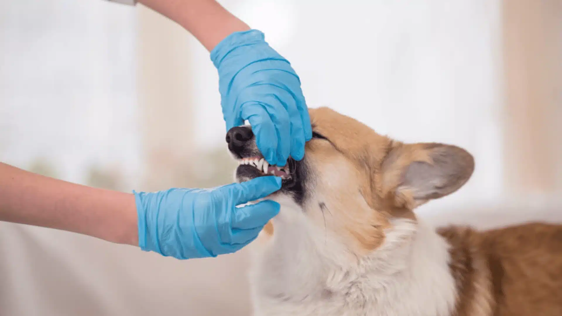 A person in blue gloves examines a dog's teeth, highlighting the importance of checking for pale gums