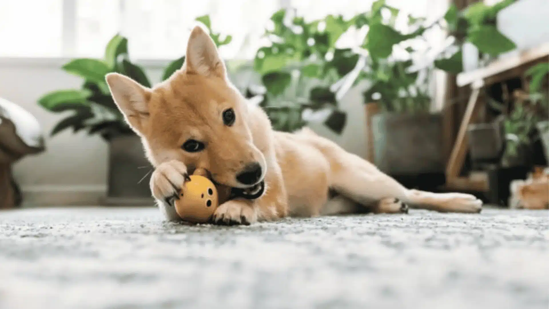 A playful dog engaging with a colorful soft toy on the floor illustrating tips for caring for a teething puppy