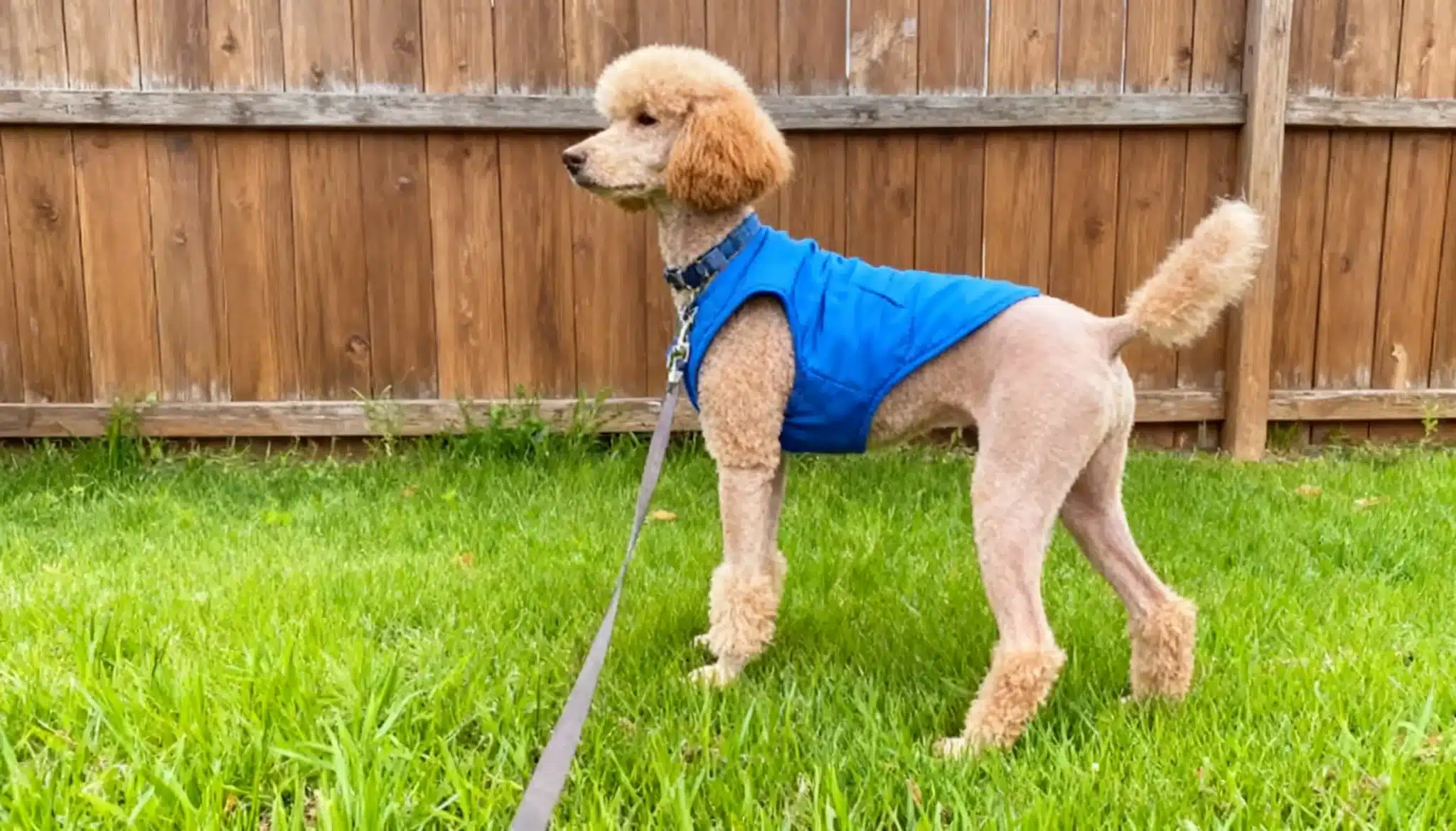 A poodle in a blue vest shows off a short Continental cut while standing on grass by a wooden fence