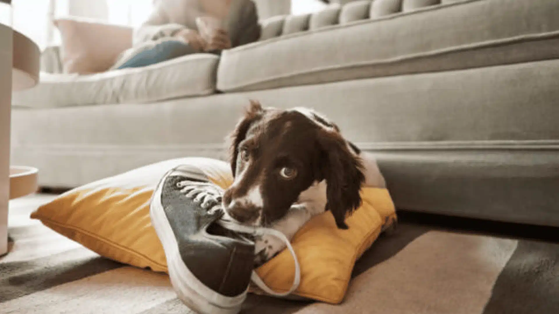 A puppy lying on a pillow with a shoe placed on it showcasing a typical moment of relaxation during teething