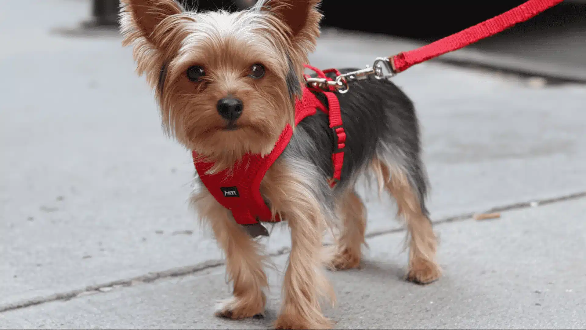 A small Yorkie wearing a red harness showcasing one of the various types of dog harnesses assiting in a calm sidewalk