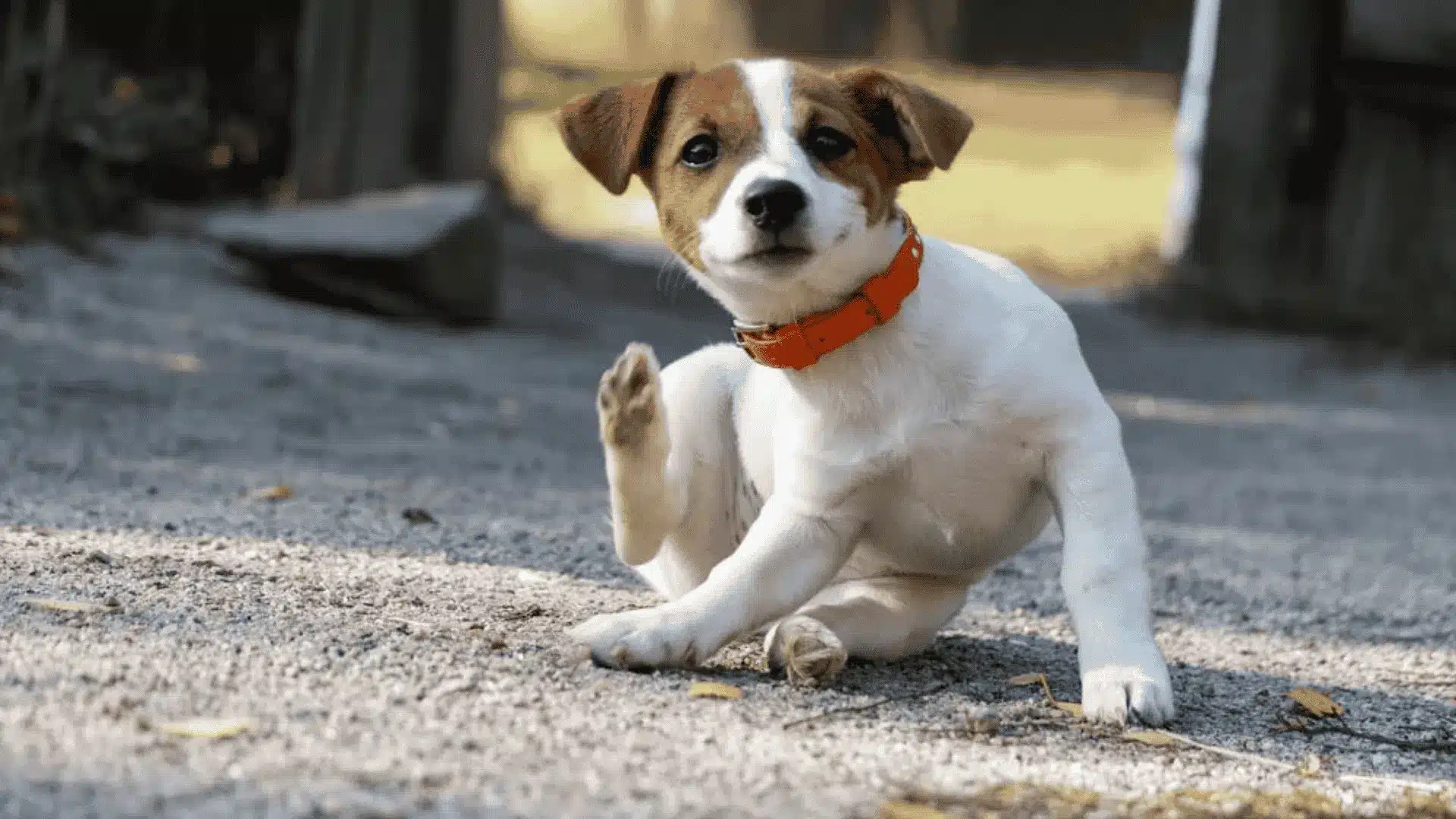 A small dog sitting on the ground with its paw raised, illustrating a common sign of discomfort or itchiness
