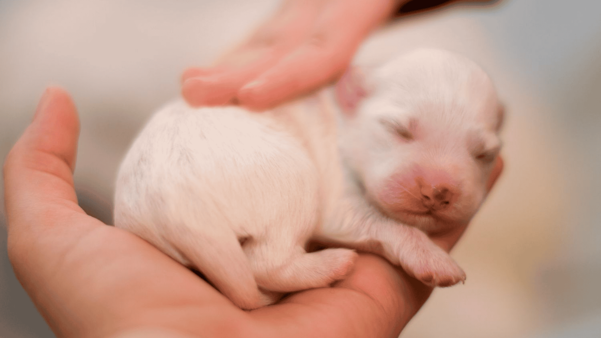 A tiny, sleeping white newborn puppy rests comfortably in the cupped palms of a person's hands