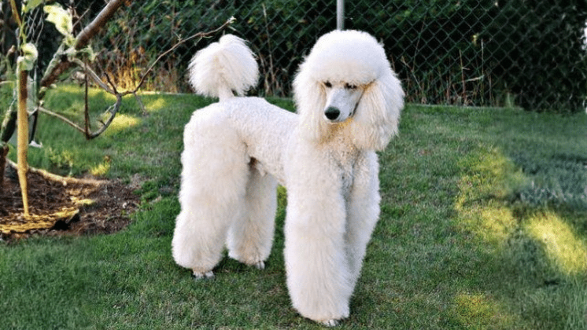A white Town and Country Cut poodle standing gracefully in lush green grass