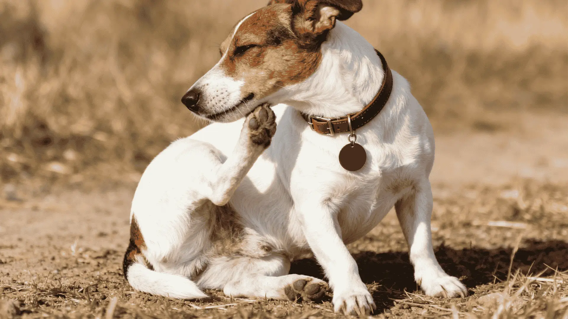 A white and brown dog wearing a brown leather collar scratches its neck with a raised hind paw due to a dog yeast infection while sitting outdoors in dry grass
