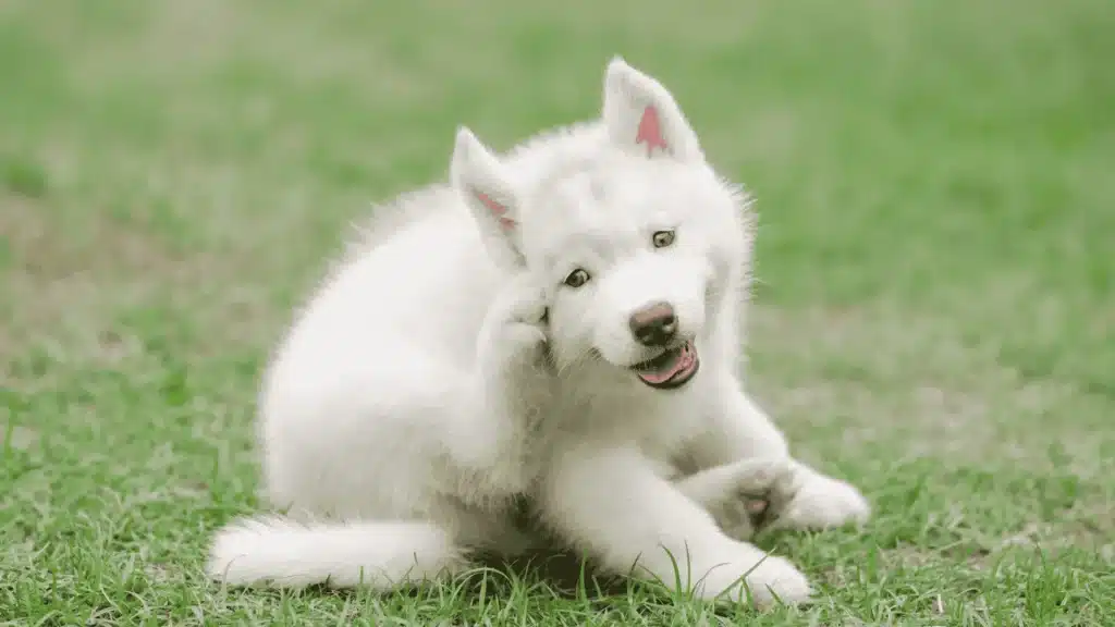 A white puppy sitting on green grass, looking curiously at its surroundings, due to itchiness