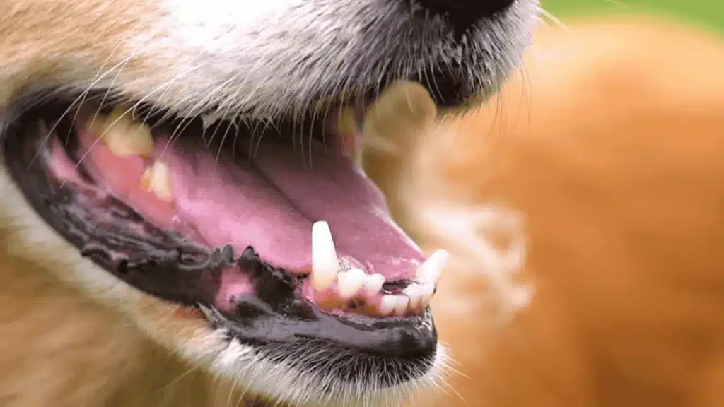 Close-up of a dog's mouth showing open teeth and pale gums in dogs, highlighting dental health