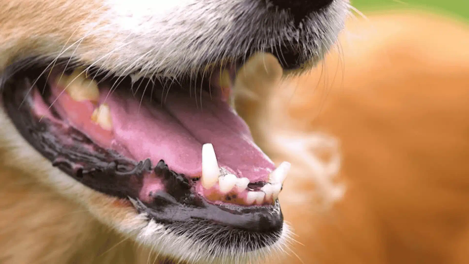 Close-up of a dog's mouth showing open teeth and pale gums in dogs, highlighting dental health