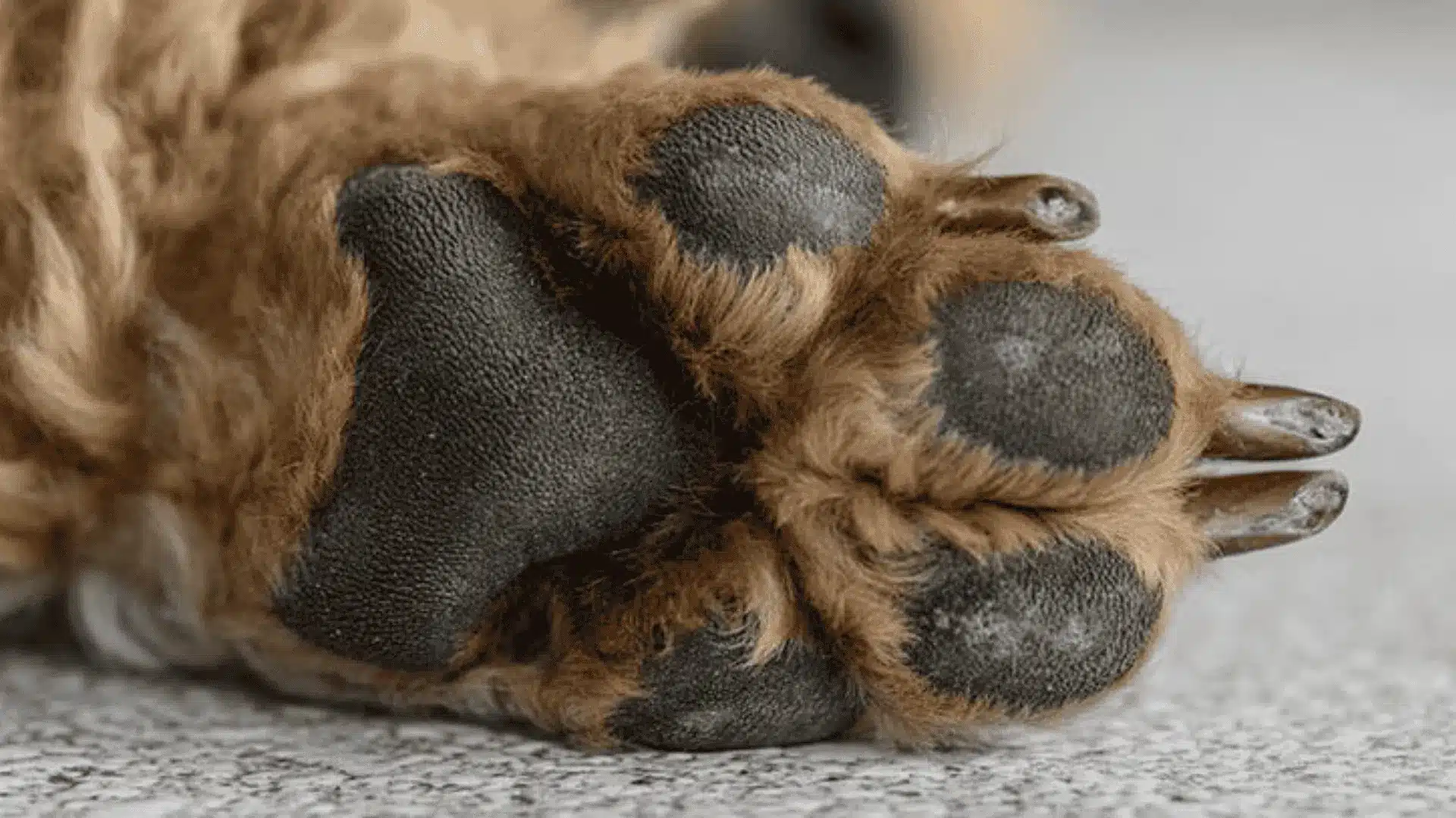 Close-up of a dog's paw, highlighting the texture and details, relevant to pododermatitis healing time