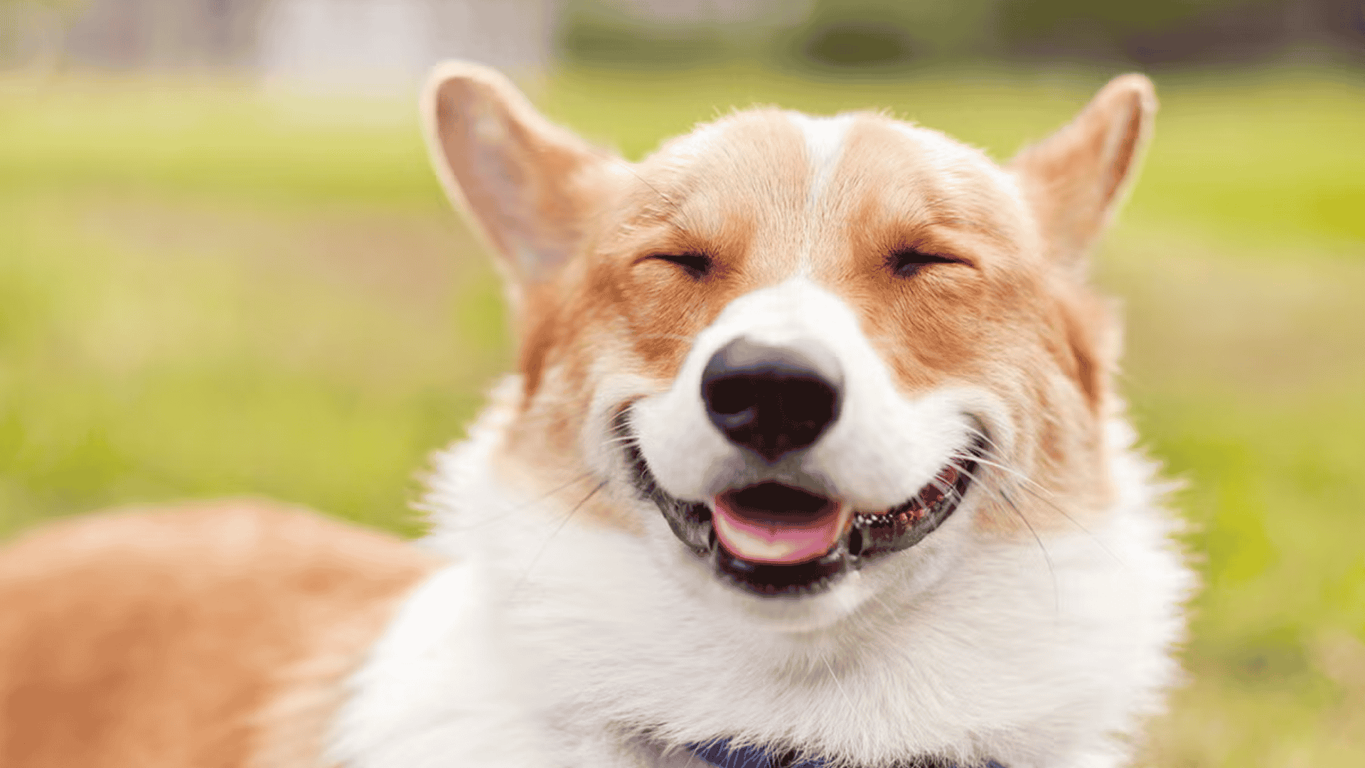 Close-up of a happy Pembroke Welsh Corgi with eyes closed and mouth open in a smile against a blurred green outdoor background