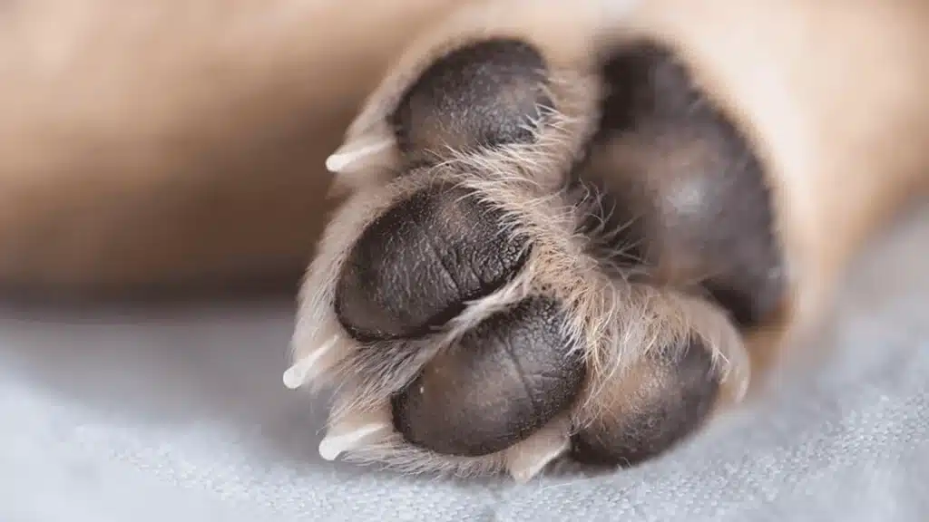 Close-up of a red dog's paw, showcasing its claws and the texture of the fur surrounding it