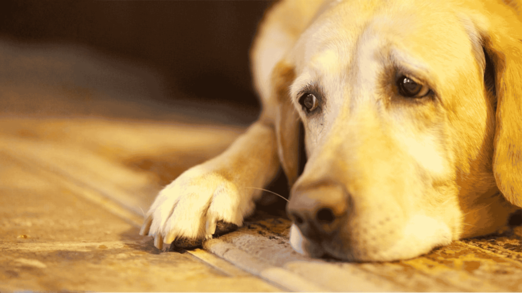 Close-up of a sad or tired yellow Labrador Retriever resting its head on a patterned rug with its paw extended
