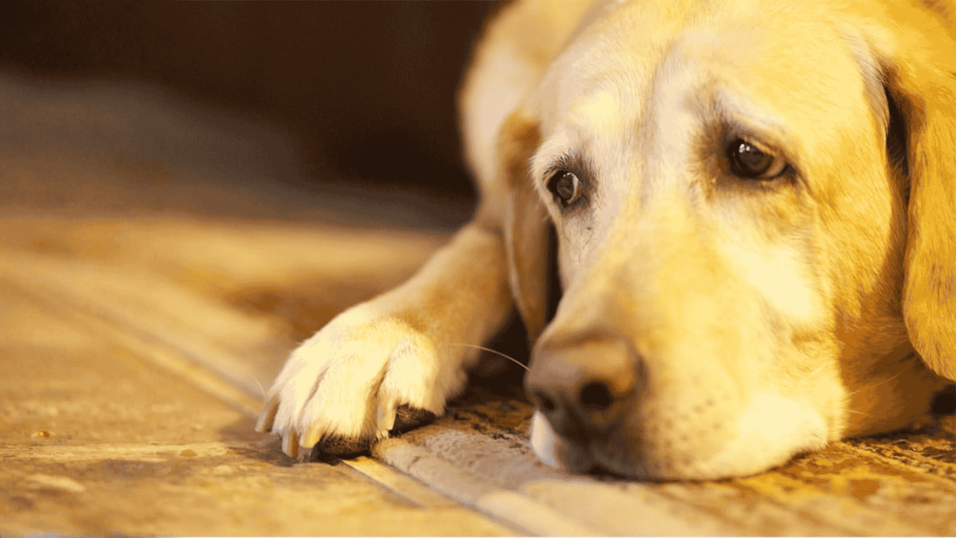 Close-up of a sad or tired yellow Labrador Retriever resting its head on a patterned rug with its paw extended