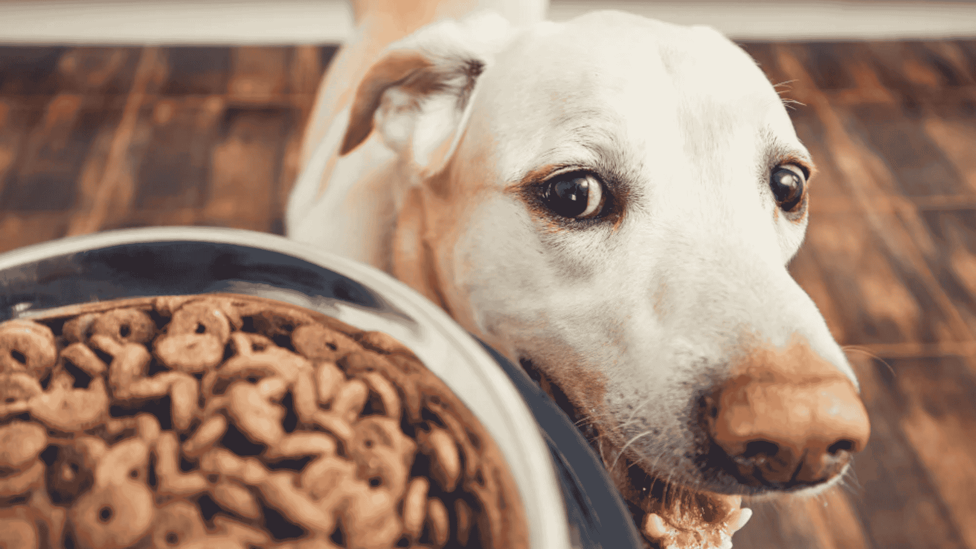 Excited light-colored dog leaning over a metal bowl filled with dry, round brown kibble on a wooden floor