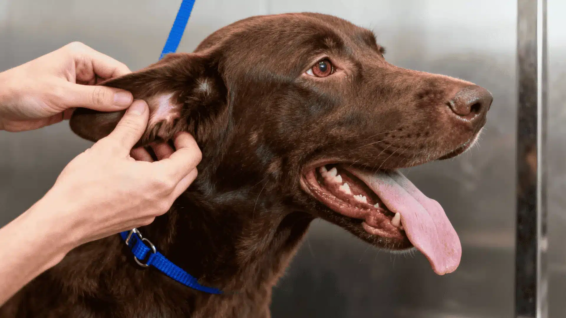 Hands gently checking the dog's ear yeast infection of a panting chocolate Labrador wearing a blue collar against a metallic background