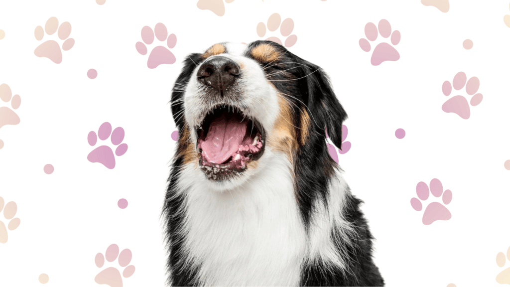 Tricolor Australian Shepherd yawning widely against a white background patterned with pink paw prints (1)