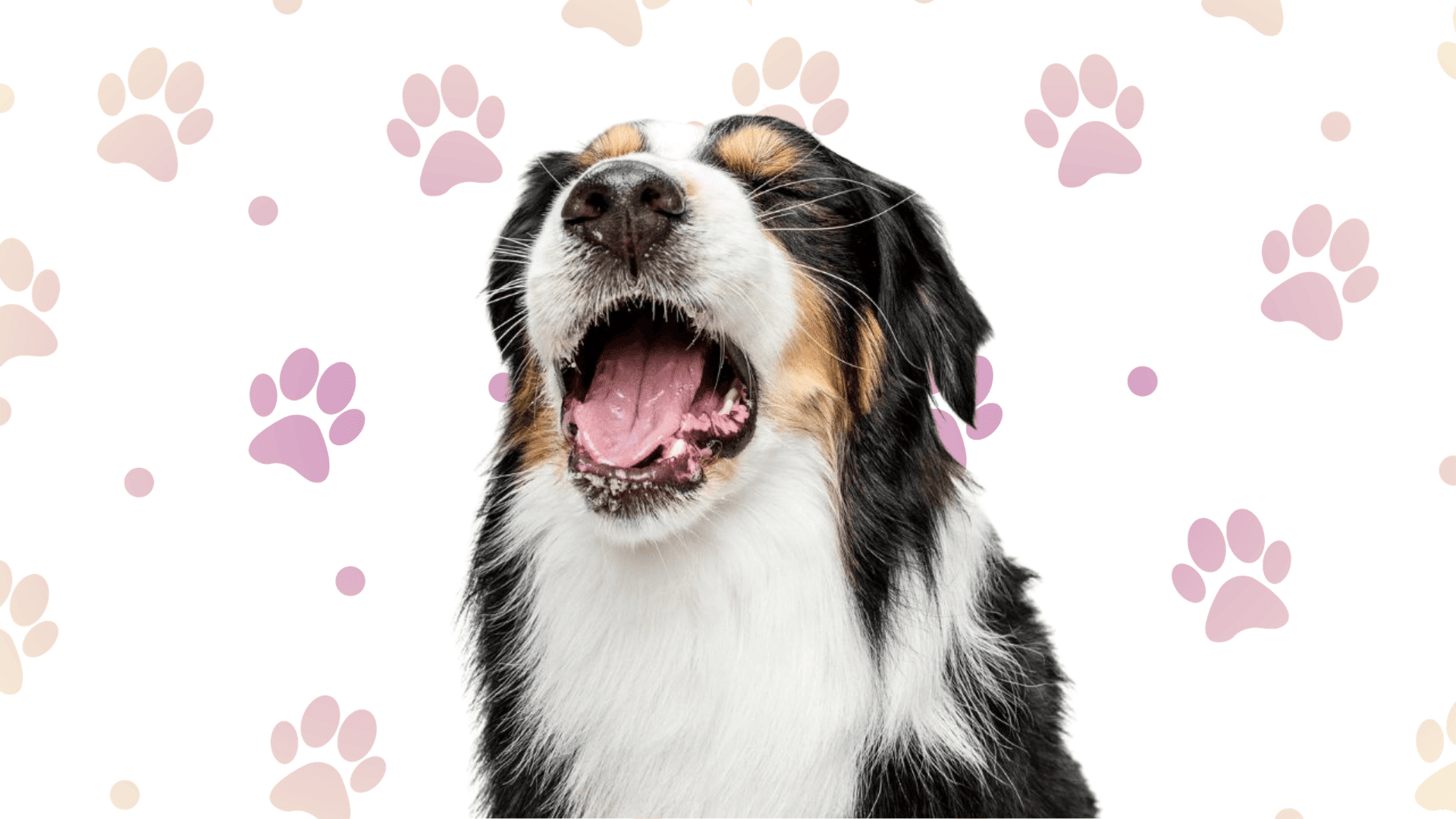 Tricolor Australian Shepherd yawning widely against a white background patterned with pink paw prints (1)