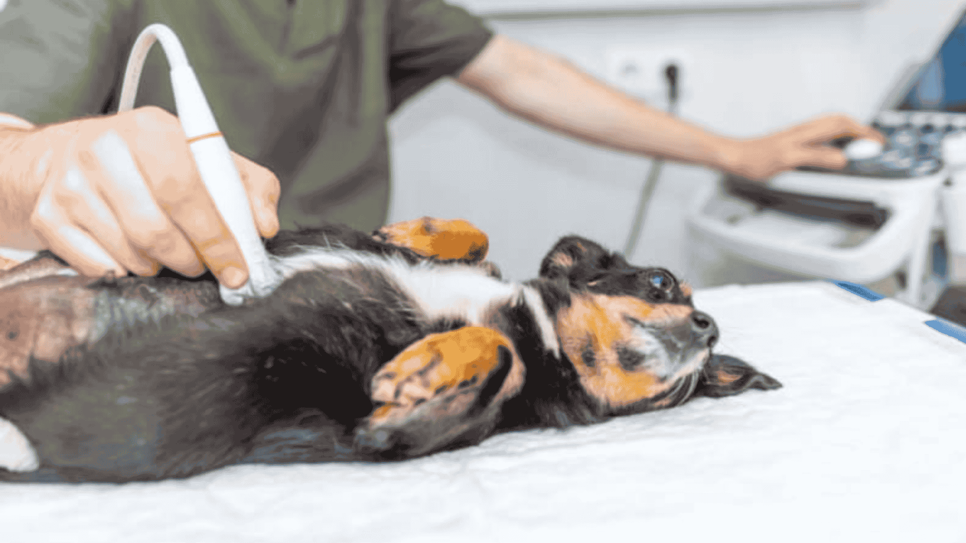 Veterinarian performing an ultrasound on a small black and tan dog lying supine on a white examination table