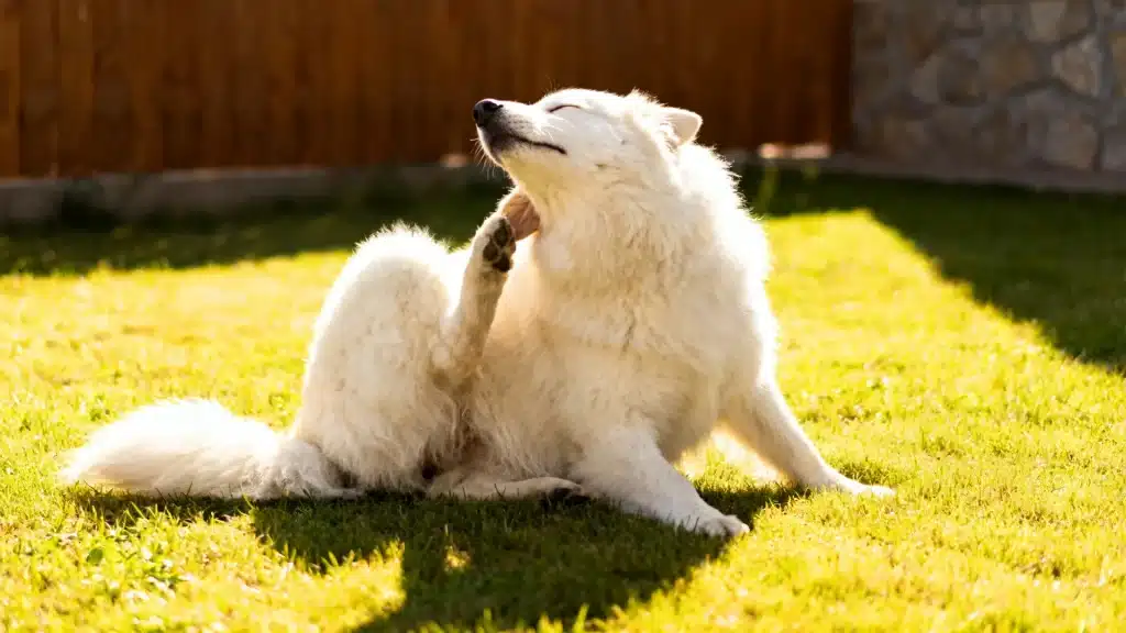 White fluffy dog scratching its neck due to dog yeast infection with its hind leg while sitting on sunlit green grass outdoors
