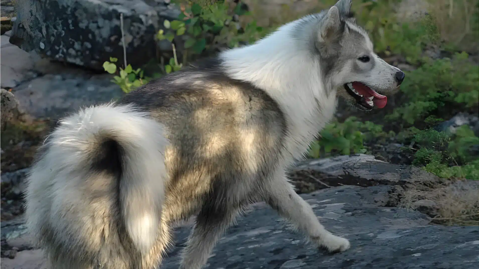 A Canadian Eskimo Dog with long hair walks gracefully over rocky terrain
