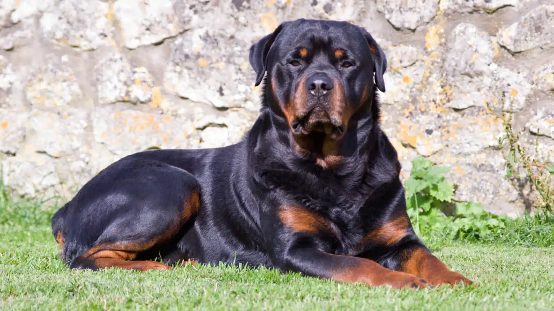 A Rottweiler resting on the grass, showcasing its strong build and attentive expression