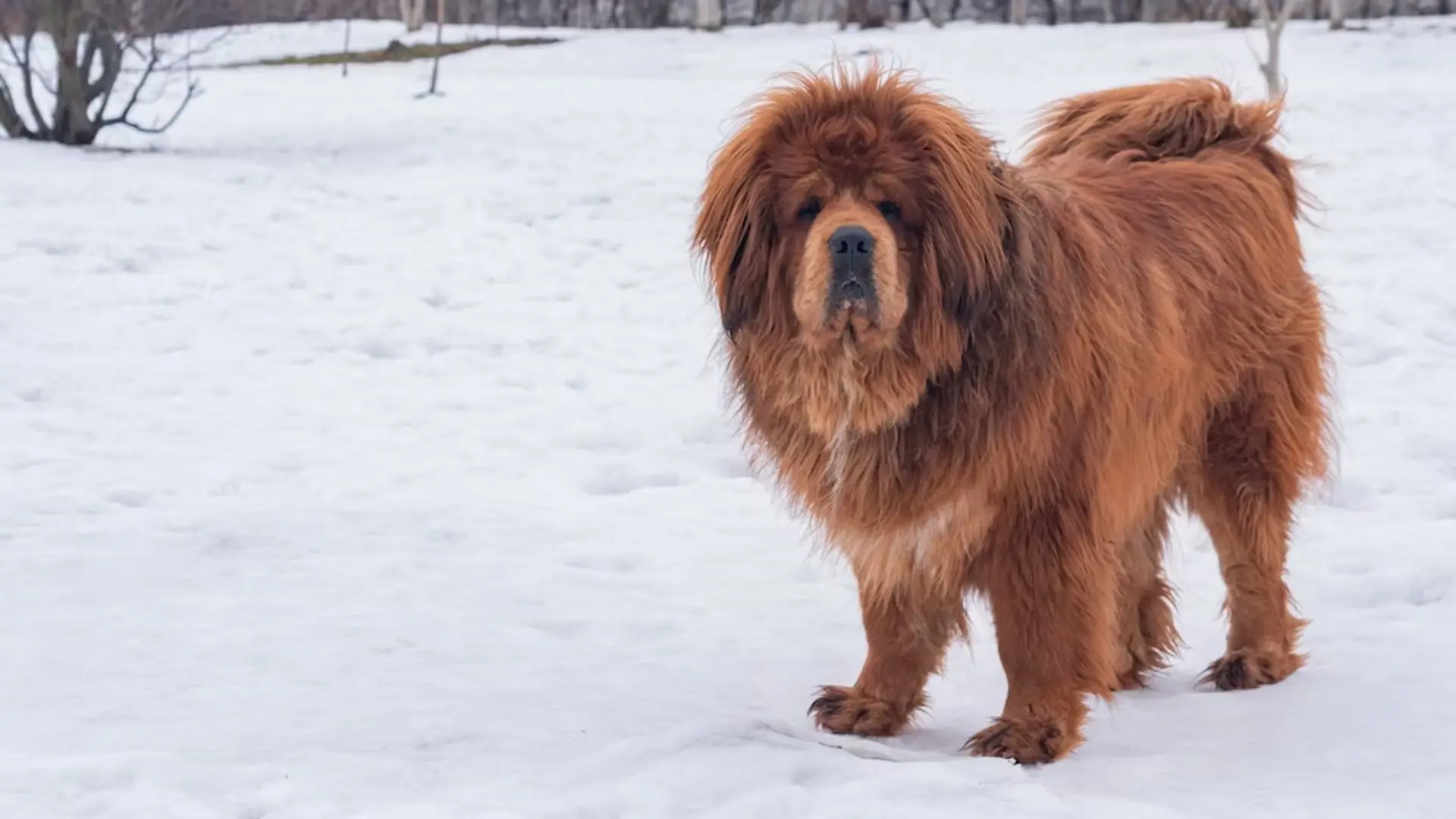 A Tibetan Mastiff standing proudly in a snowy landscape, showcasing its thick fur and strong build