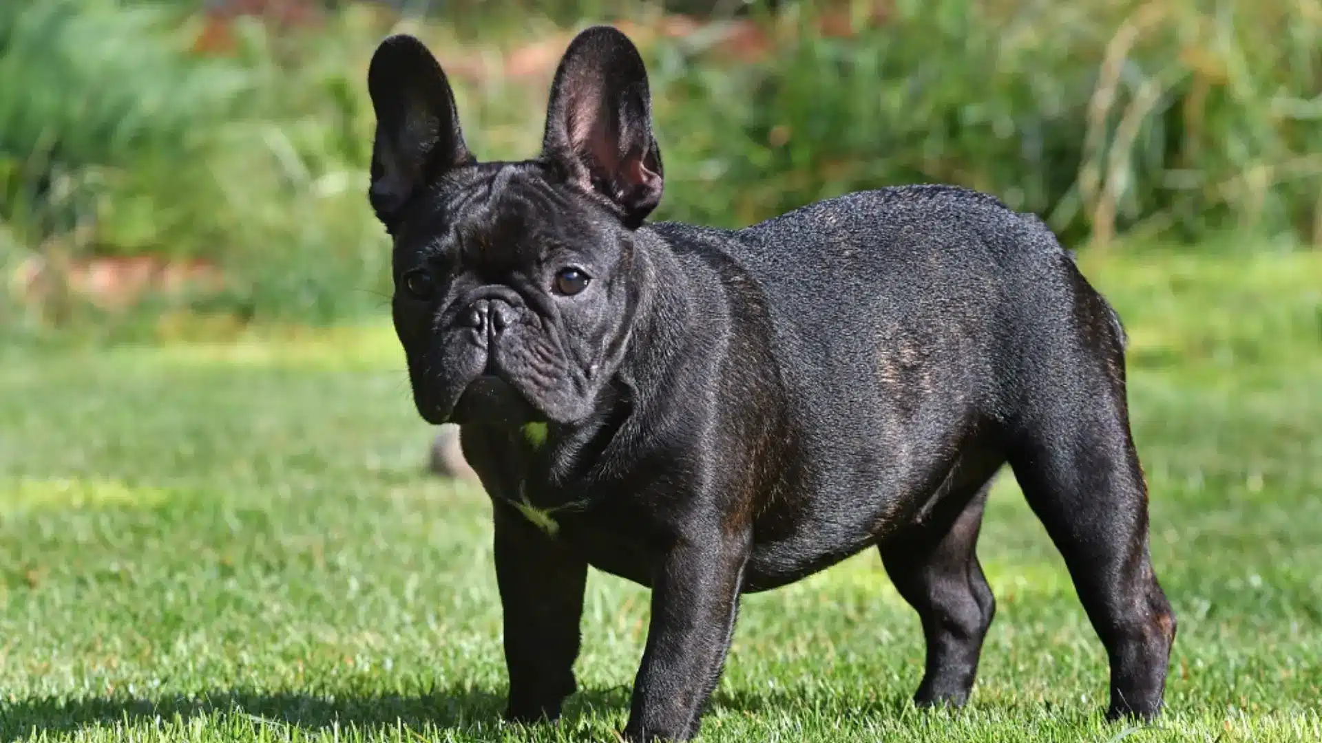 A black French Bulldog stands alertly on bright green grass outdoors with a softly blurred green background