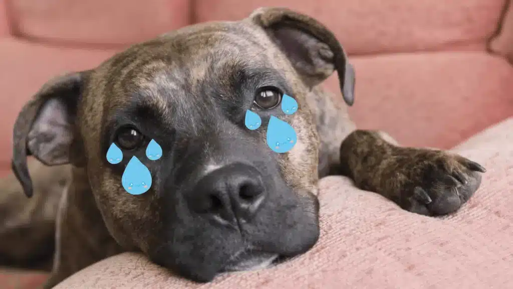 A brindle dog lying on a pink couch looks sad, with cartoon tears added to its eyes, conveying a humorous, exaggerated sense of sadness.