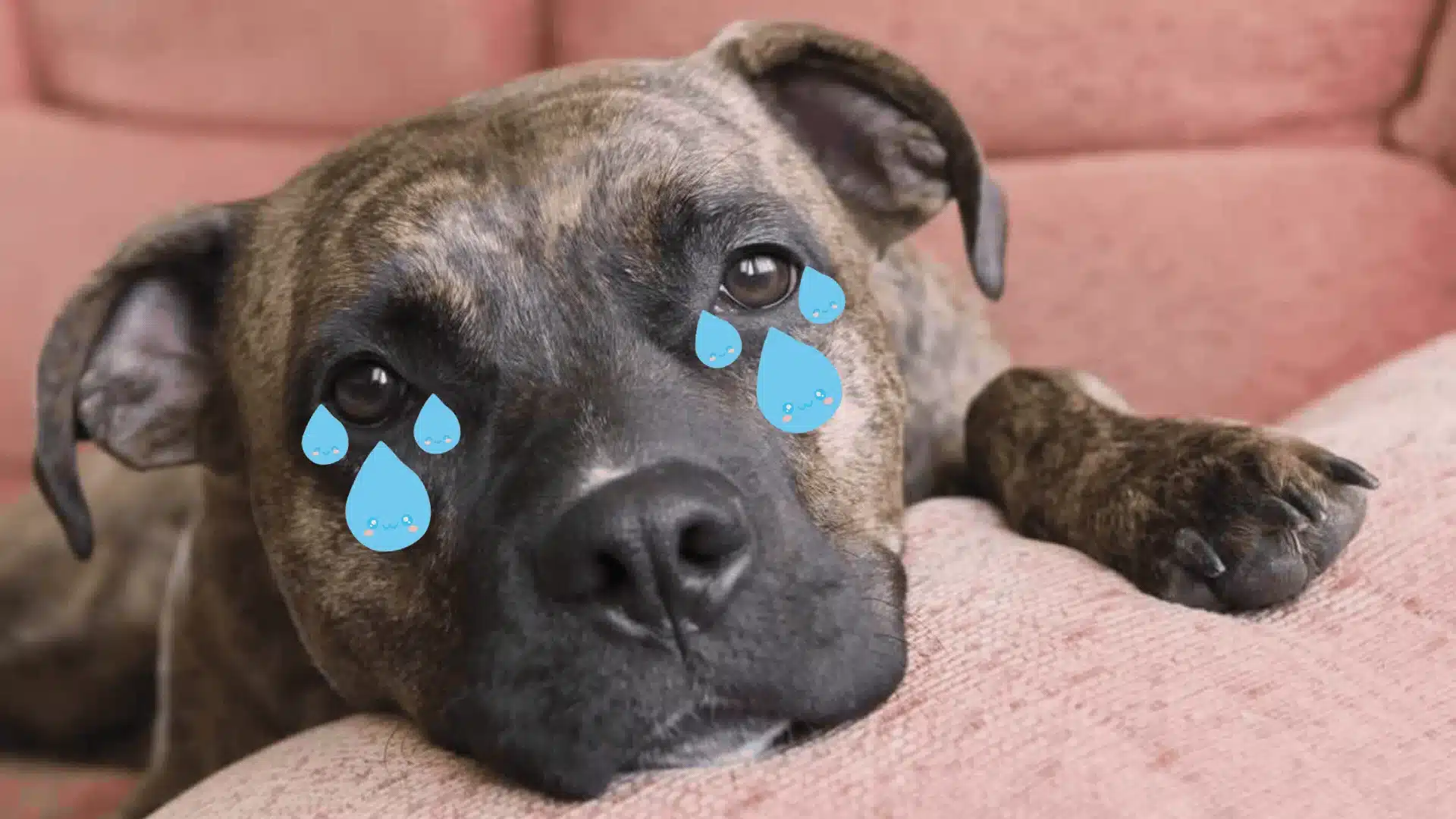 A brindle dog lying on a pink couch looks sad, with cartoon tears added to its eyes, conveying a humorous, exaggerated sense of sadness.