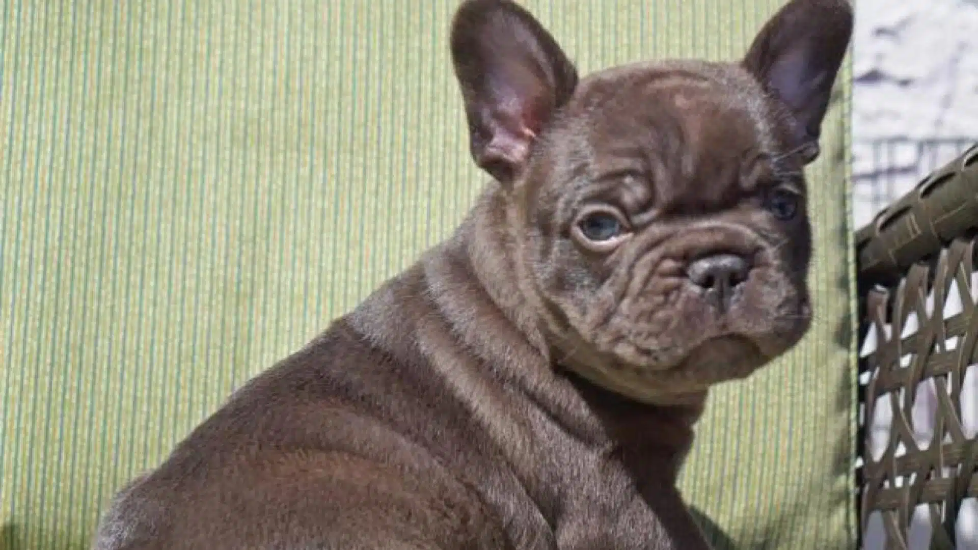 A chocolate French Bulldog puppy with light eyes sits next to a light green striped cushion and a dark woven chair back outdoors
