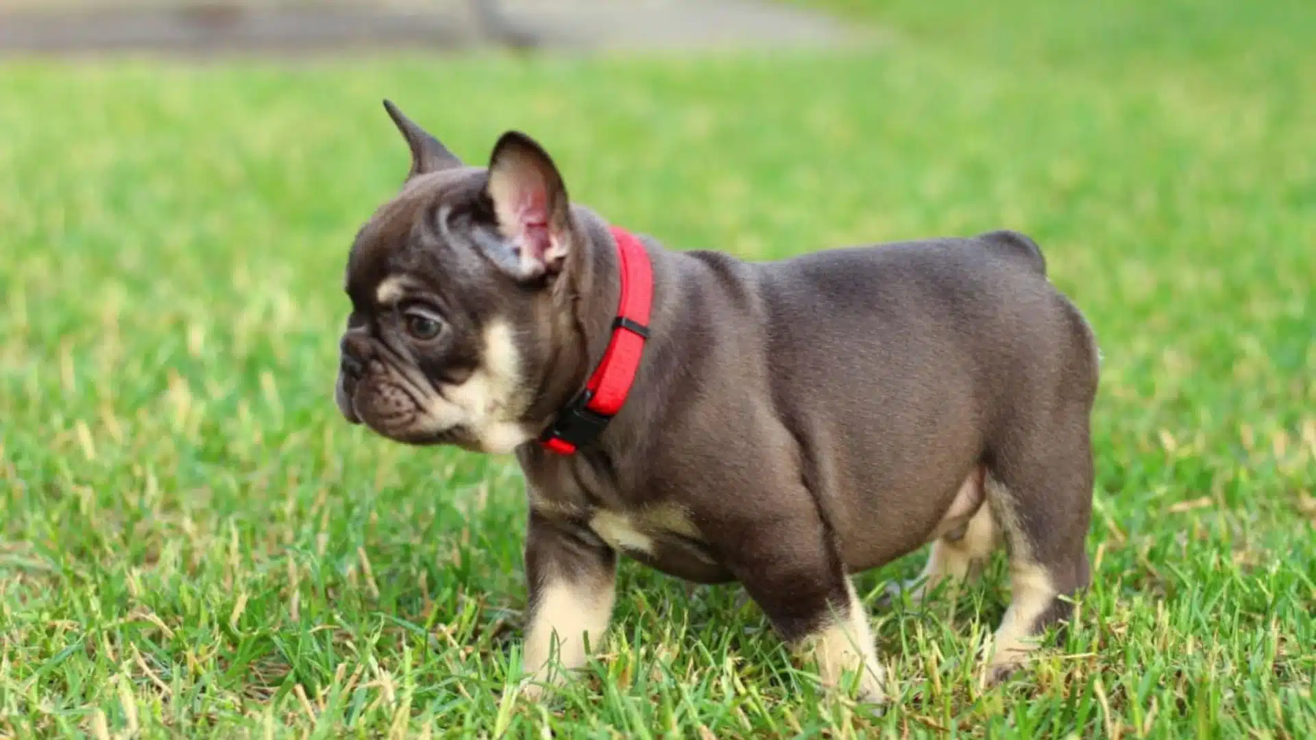 A chocolate and tan French Bulldog puppy wearing a red collar stands on bright green grass outdoors.