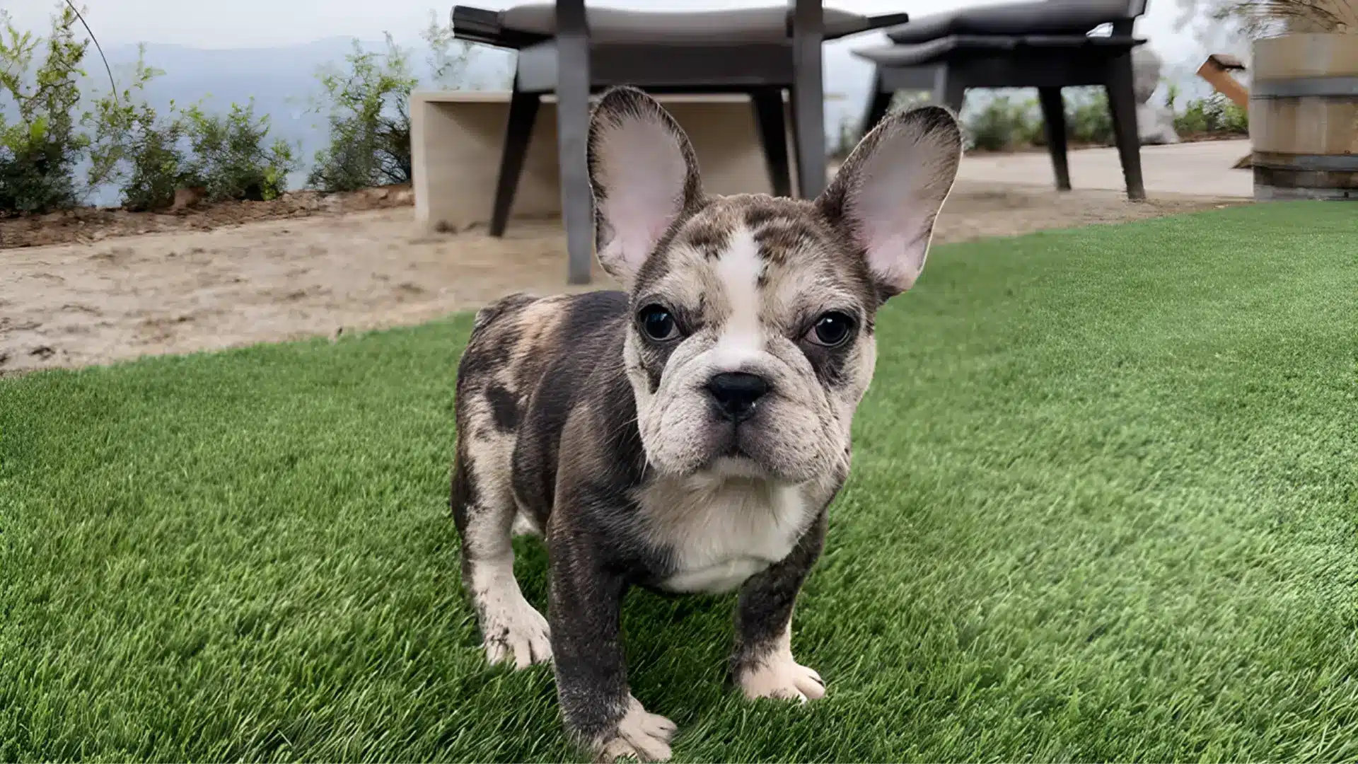A chocolate merle French bulldog standing on a lush green lawn, looking alert and playful