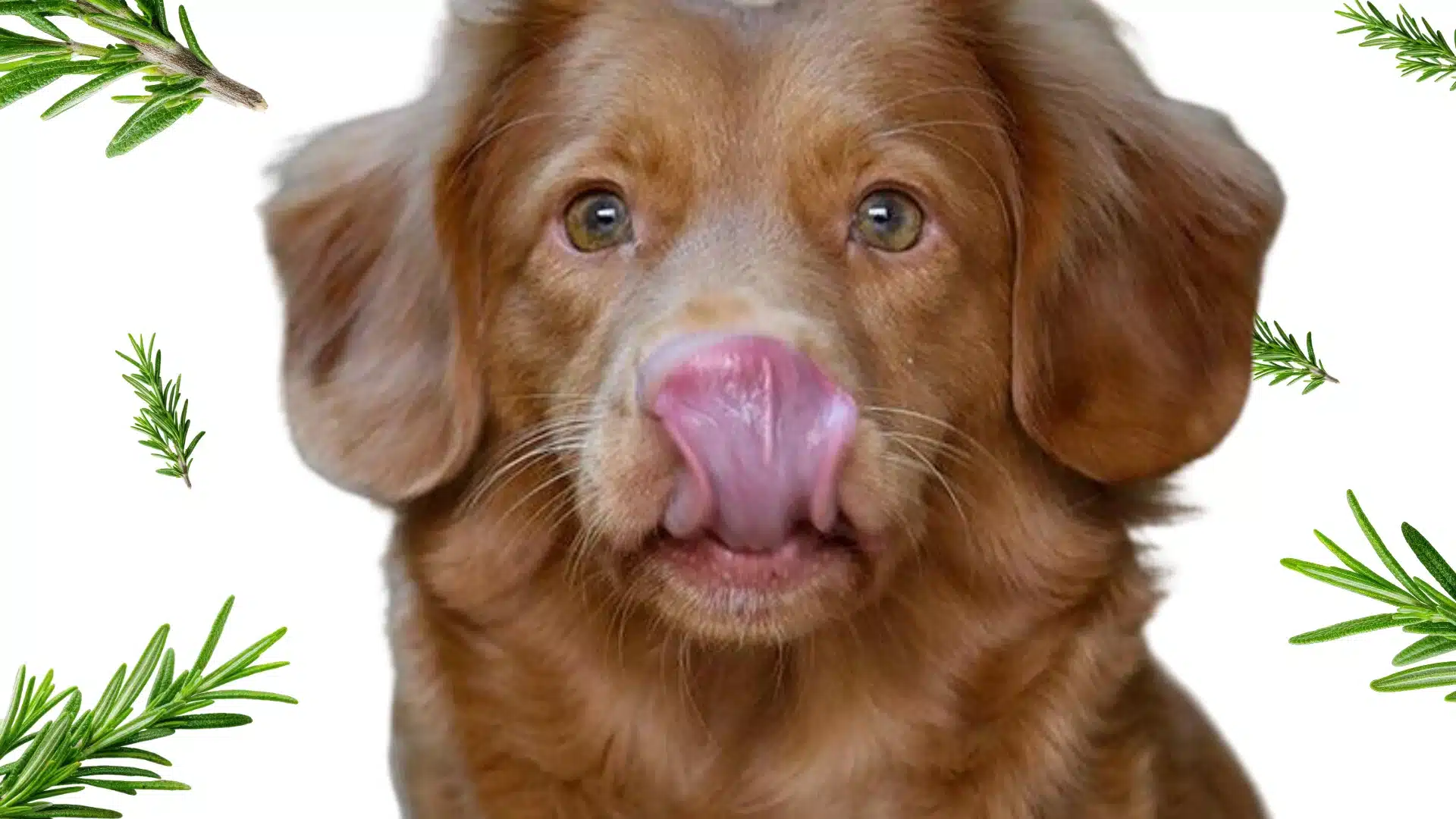 A close up of a brown dog licking its nose, surrounded by floating sprigs of green rosemary against a white background