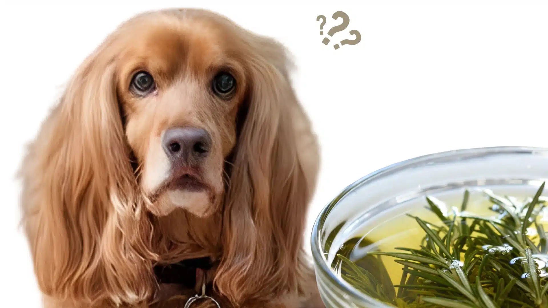 A dog looking at a glass bowl containing rosemary oil and sprigs, with question marks floating nearby