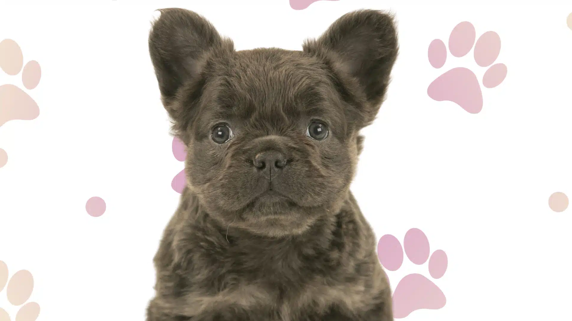 A fluffy, chocolate brown long-haired French Bulldog puppy against a white background with pink paw prints